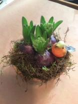 Hyacinth in natural pot